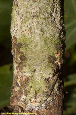 leaf-tailed gecko head